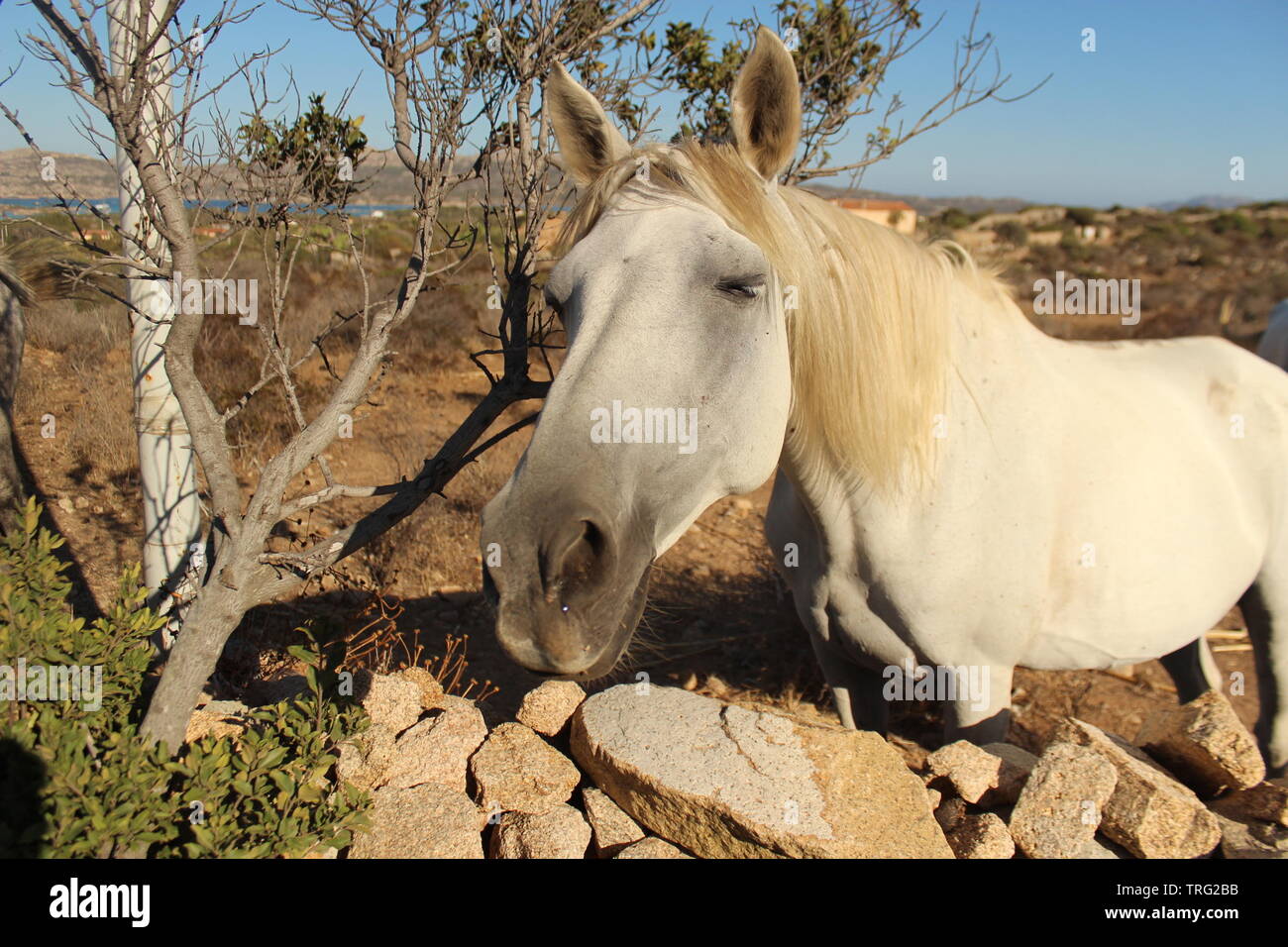 Friendly white horse in summer dry landscape Stock Photo - Alamy