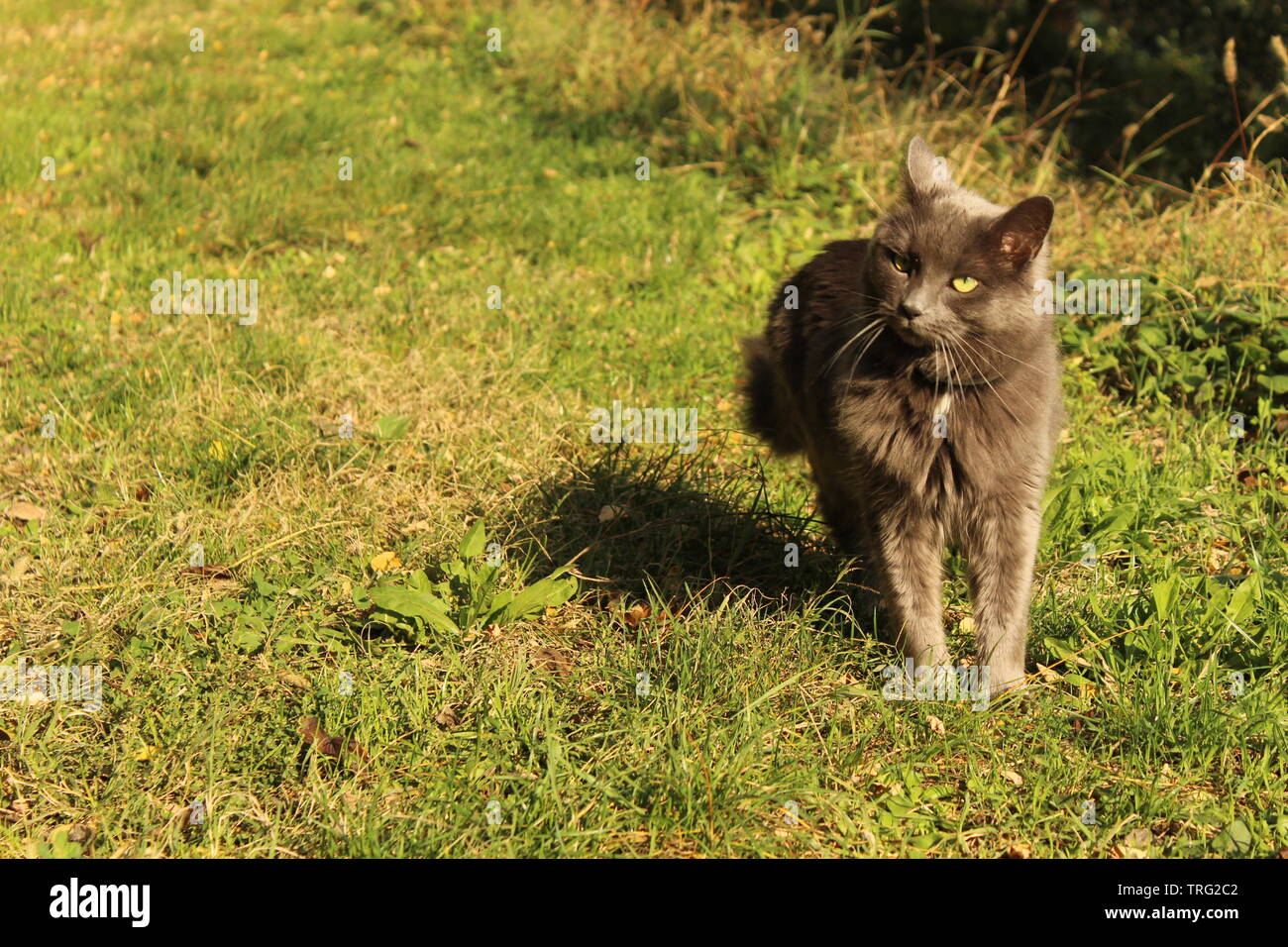Cute kitty walking in the grass Stock Photo