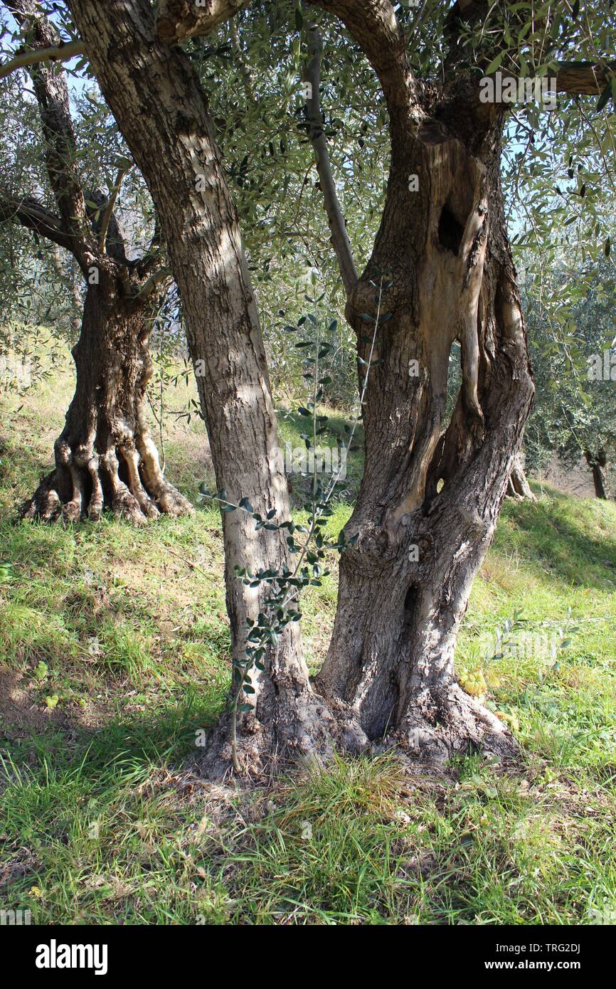 Old Olive tree in italy Stock Photo
