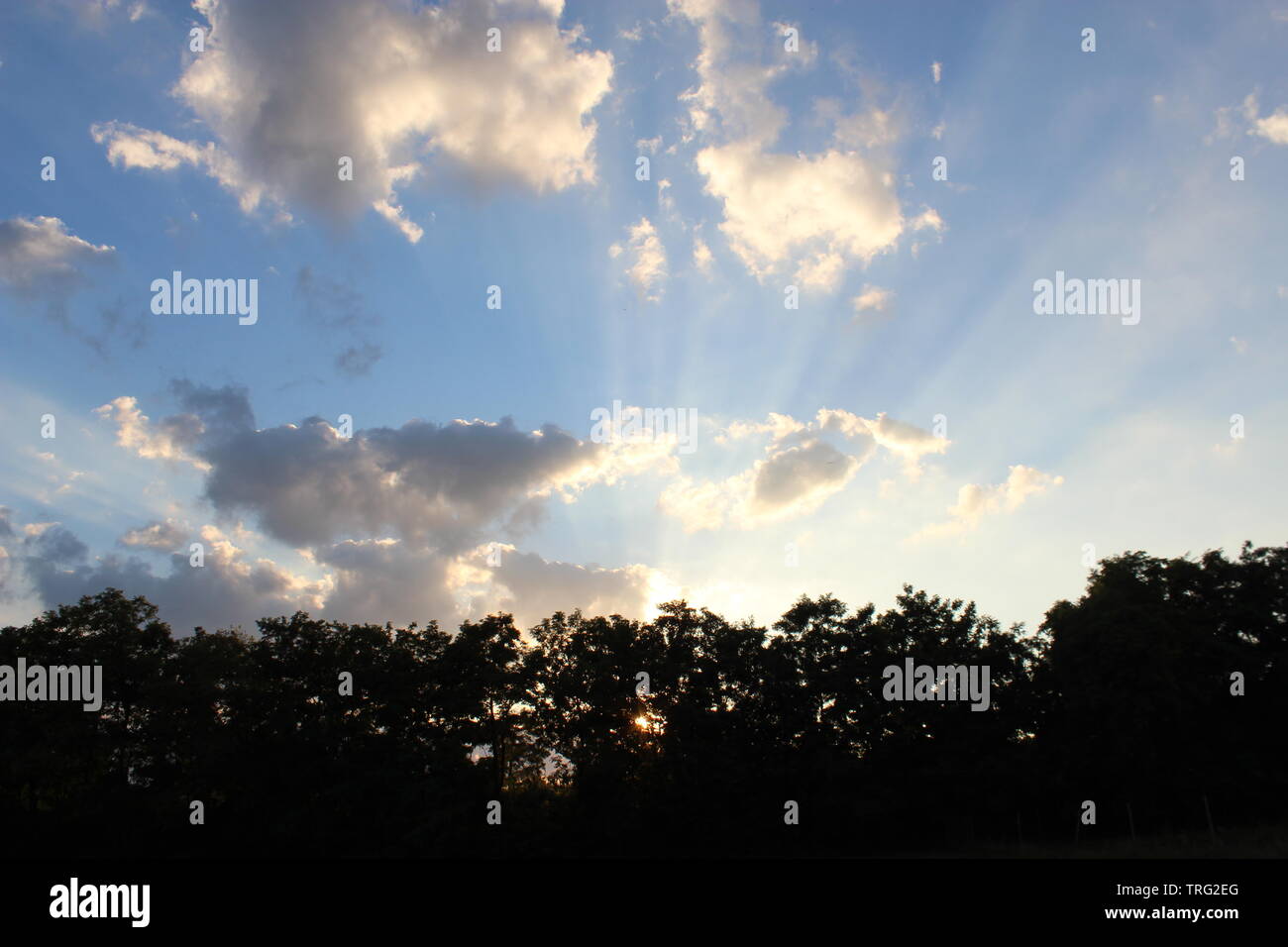 Blue skyline with sun rays and black trees, a new beginning Stock Photo