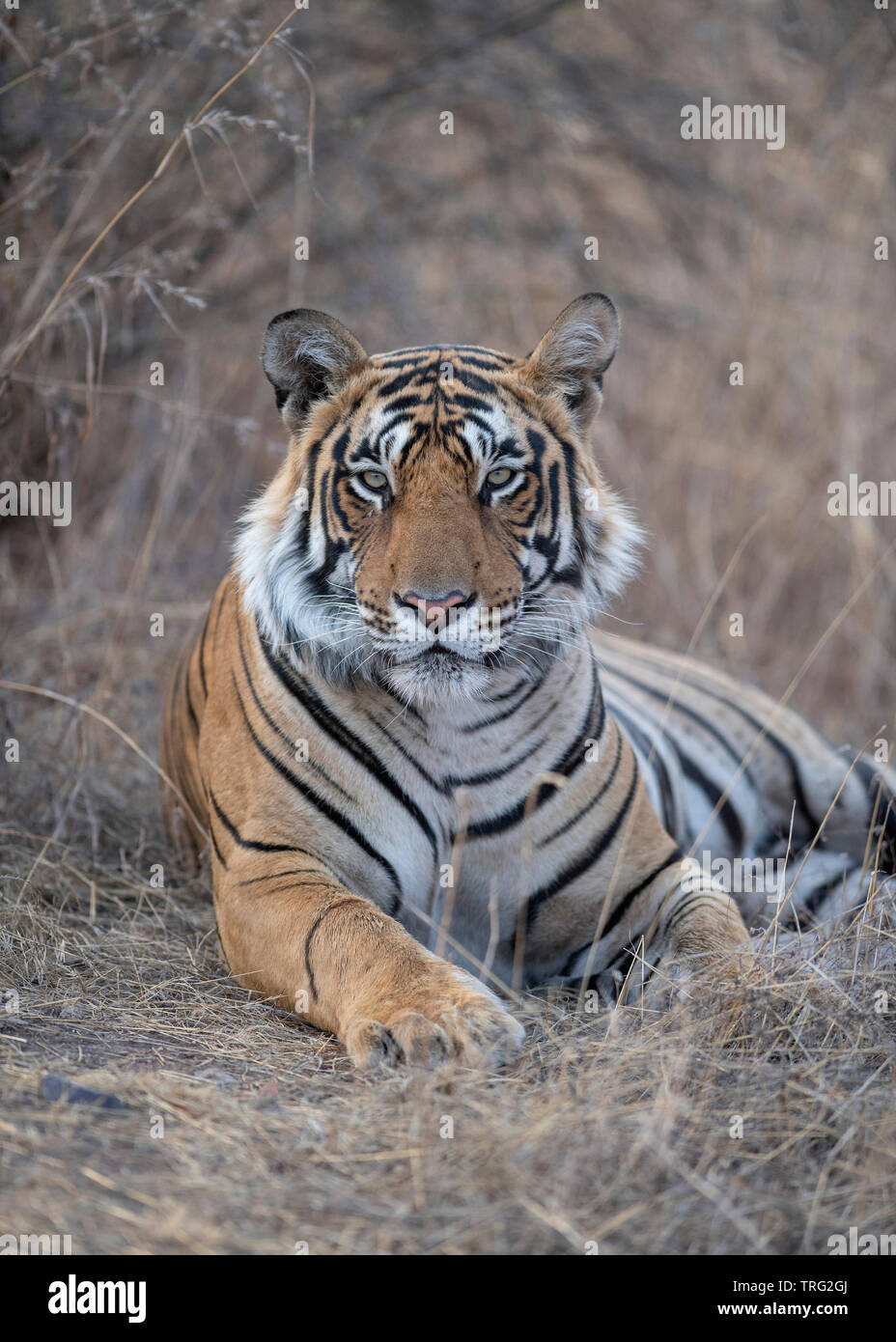 Bengal Tiger - Male Tiger Jam T-112 Stock Photo - Alamy