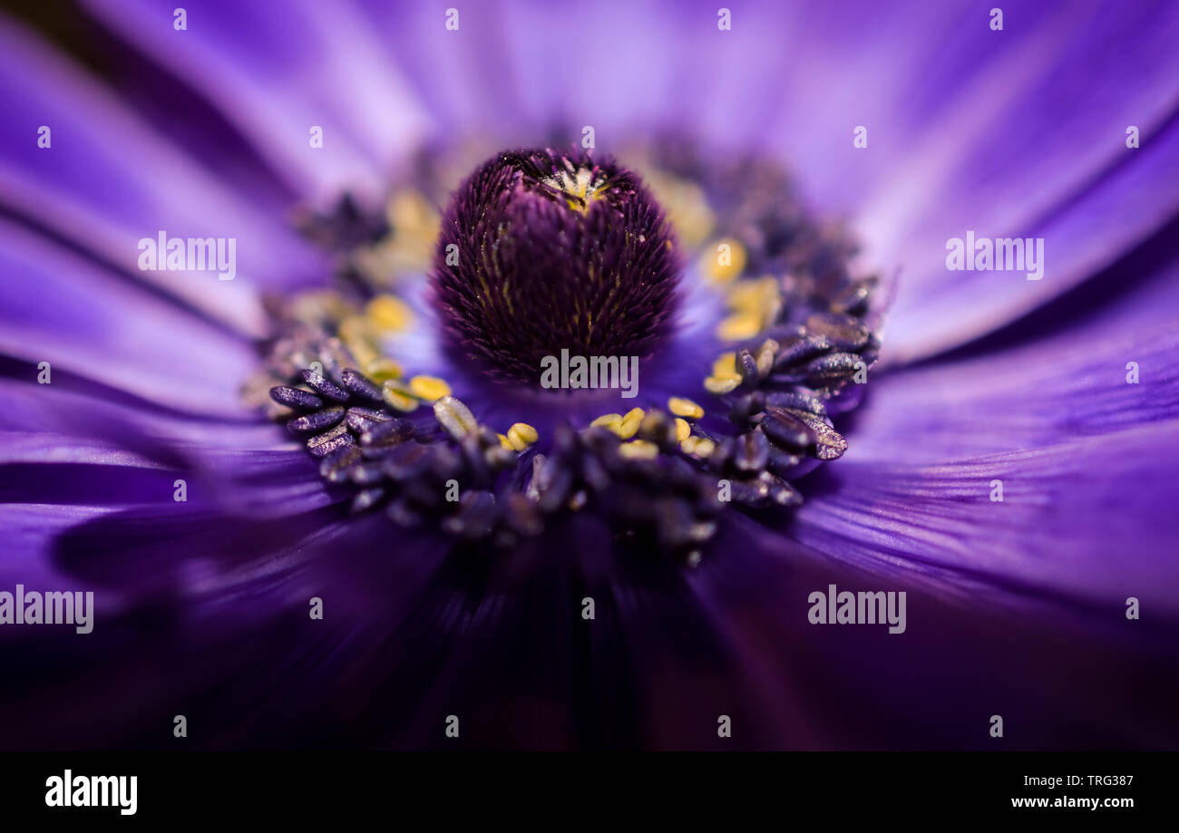 Beautiful macro view inside a vibrant bright purple and blue Wood Anemone Spring flower showing pollen stamen, filaments and anther closeup Stock Photo