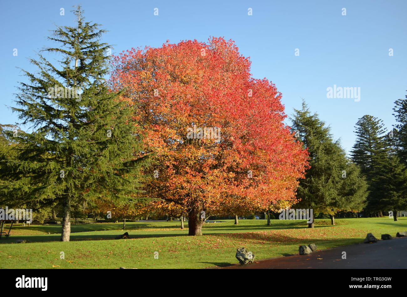liquid amber tree nz