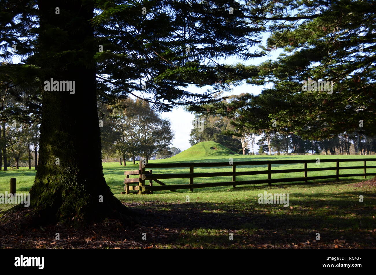 Norfolk Island Pine Trees in the Foreground Overlooking Paddock at the Auckland Cornwall Park Stock Photo