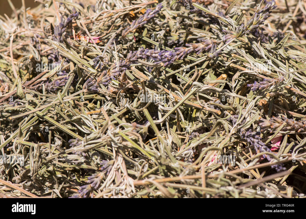 Lavender plants collected and drying. Stock Photo
