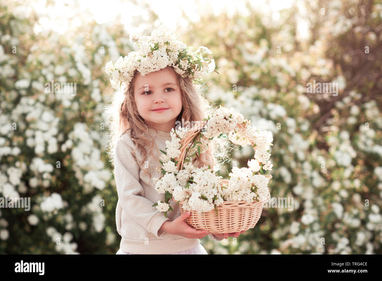 baby wreath flowers