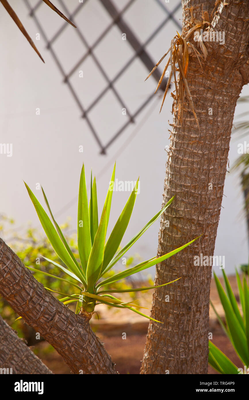 Jardín de cactus junto Centro Interpretación del Molino de gofio de Antigua. Pueblo de Antigua. Isla Fuerteventura. Provincia Las Palmas. Islas Canari Stock Photo