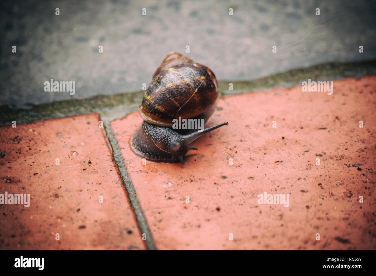 London animals hi-res stock photography and images - Alamy