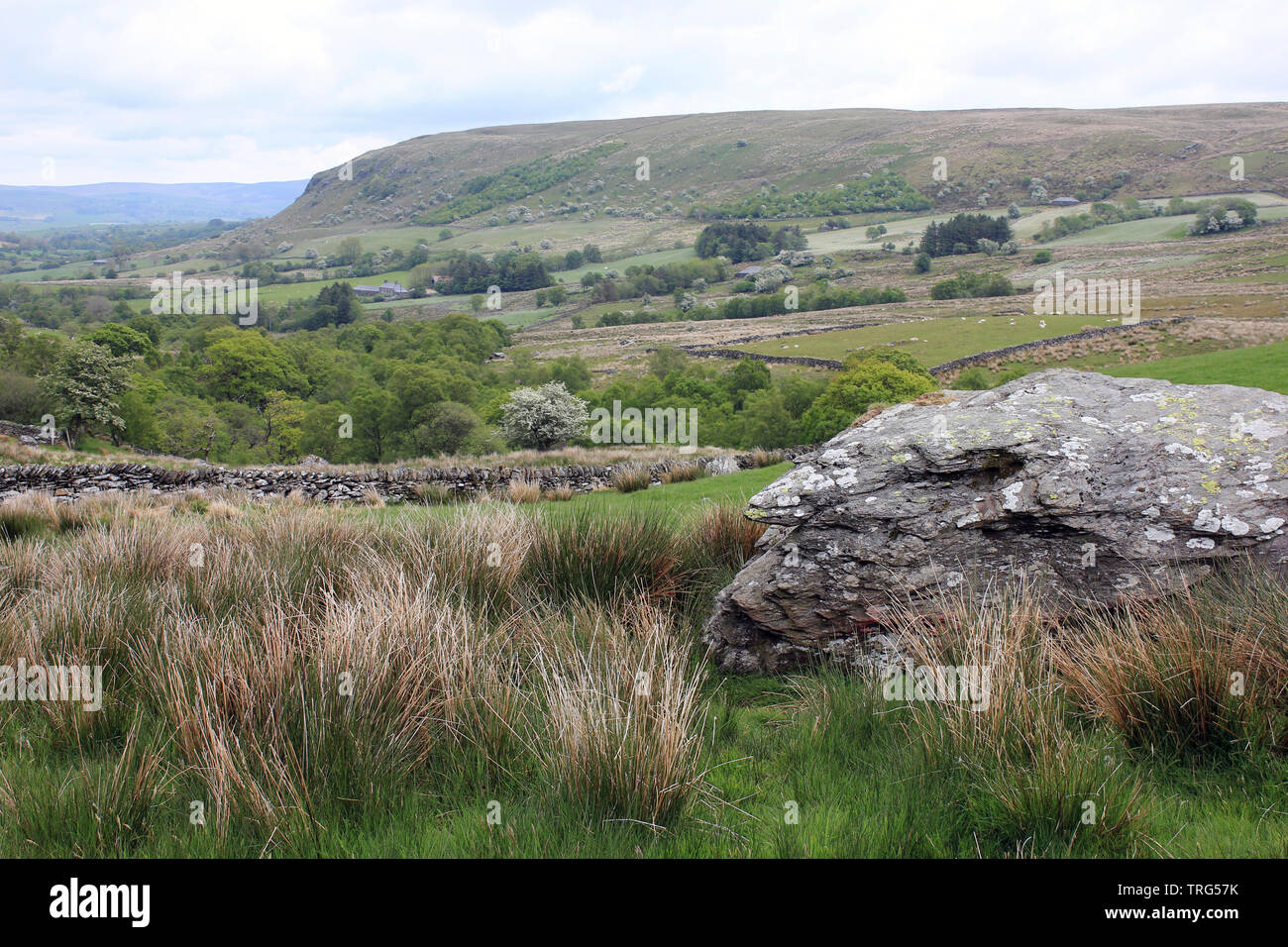 Glacial Erratic on the Migneint Moors, nr Ysbyty Ifan, Snowdonia, north-west Wales Stock Photo
