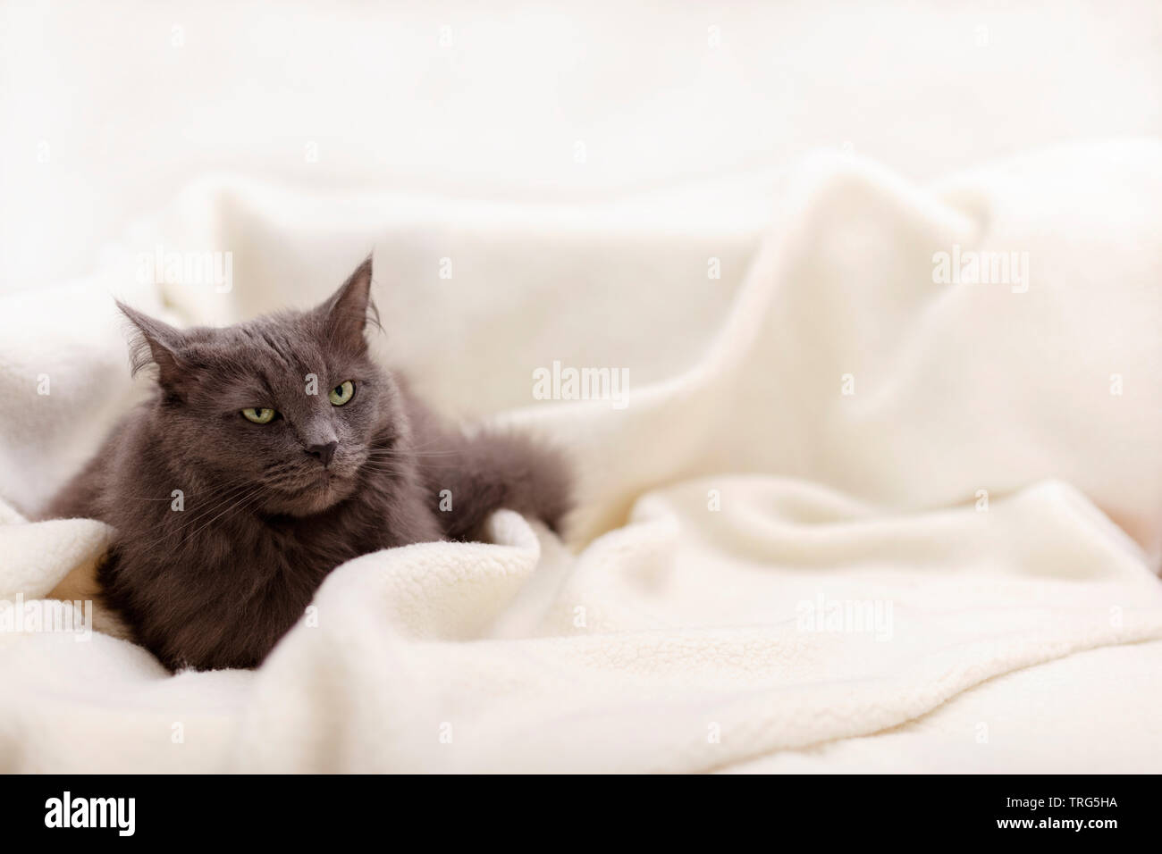 Beautiful gray fluffy cat sleeping on the couch. Selective focus Stock ...