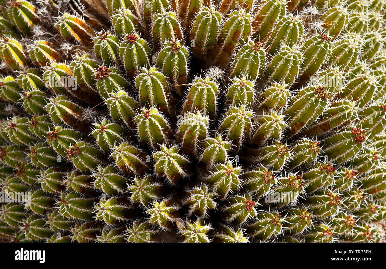 Jardín de cactus junto Centro Interpretación del Molino de gofio de Antigua. Pueblo de Antigua. Isla Fuerteventura. Provincia Las Palmas. Islas Canari Stock Photo
