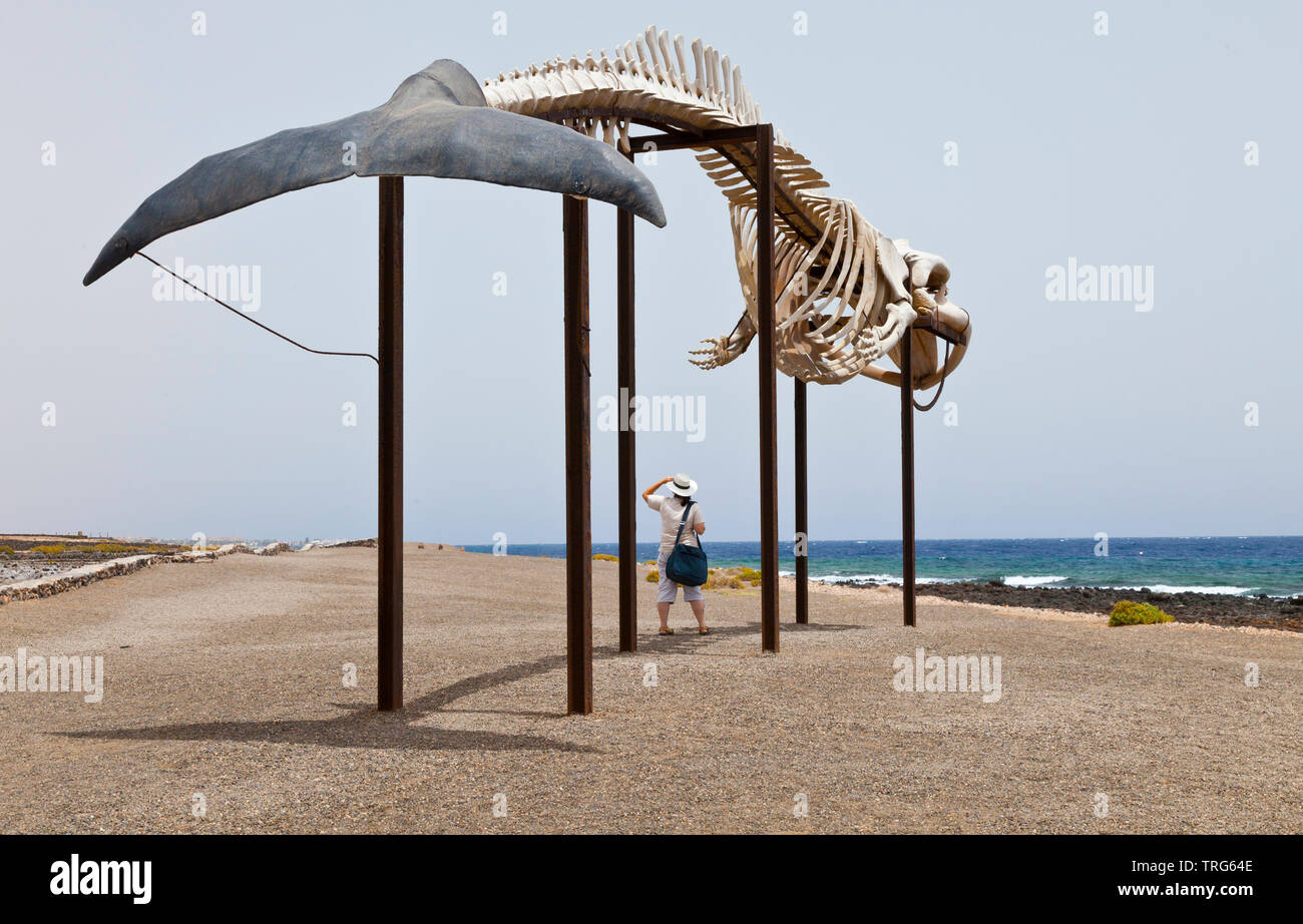 Esqueleto de Ballena Rorcual. Museo de la Sal. Pueblo Las Salinas del Carmen. Isla Fuerteventura. Provincia Las Palmas. Islas Canarias. España Stock Photo