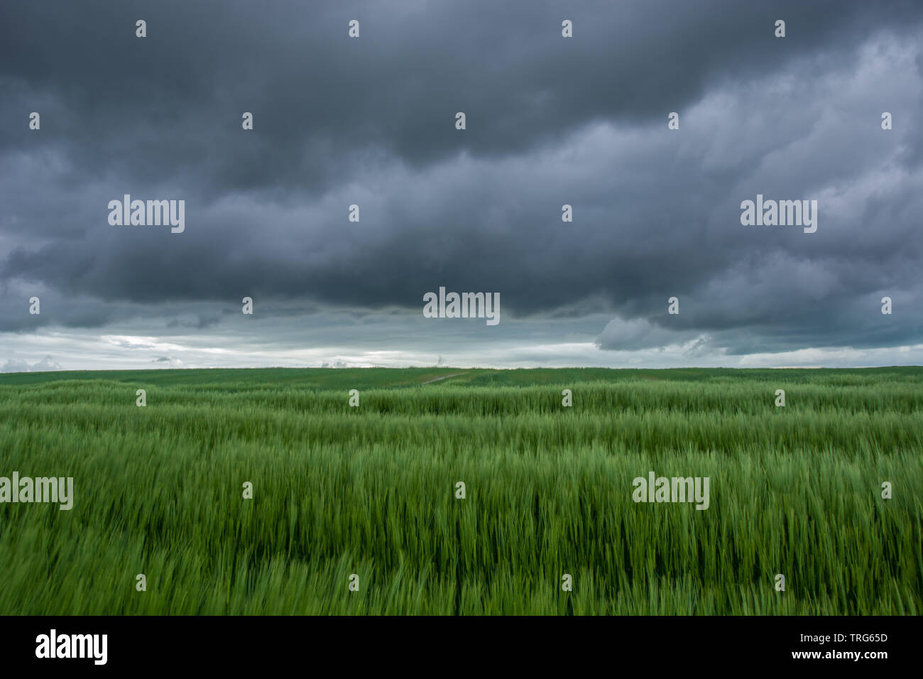 Green field of barley and dark rainy clouds - view in spring day Stock Photo