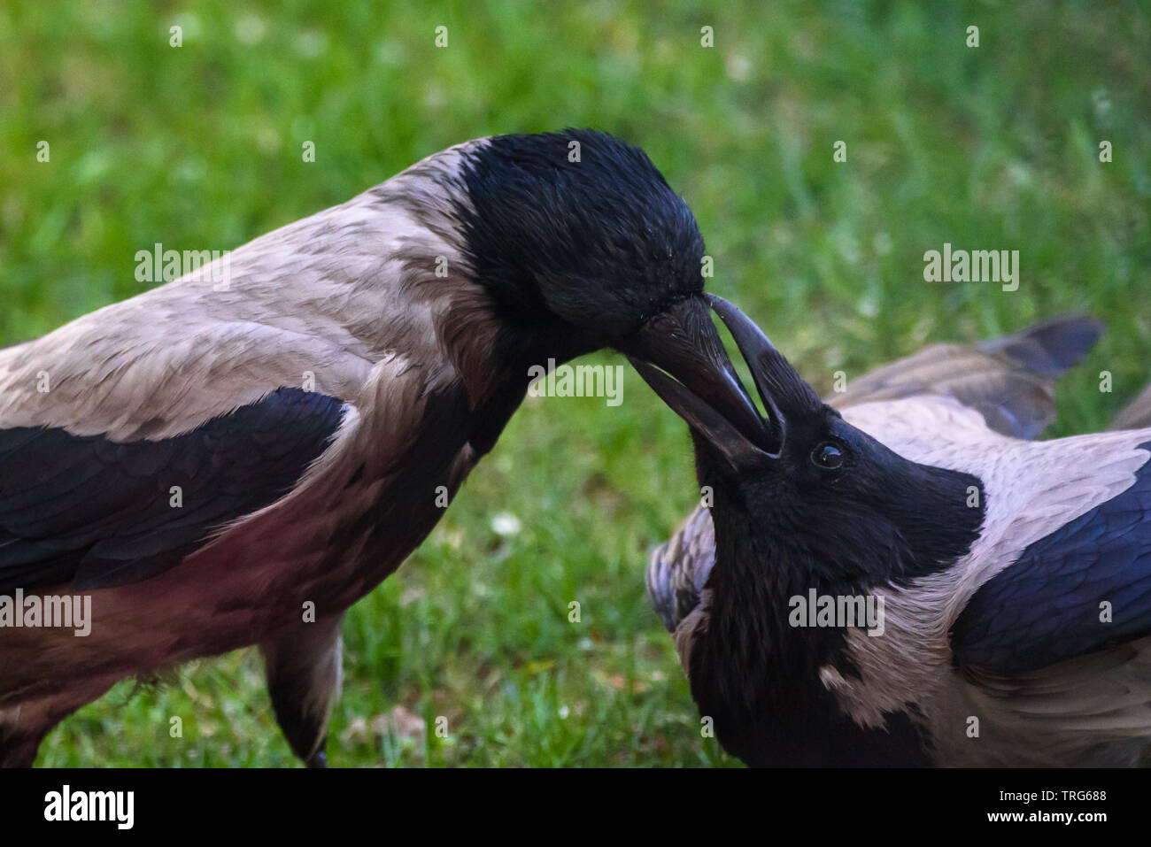 Couple of Hooded crow (Corvus cornix) birds feeding each other Stock ...