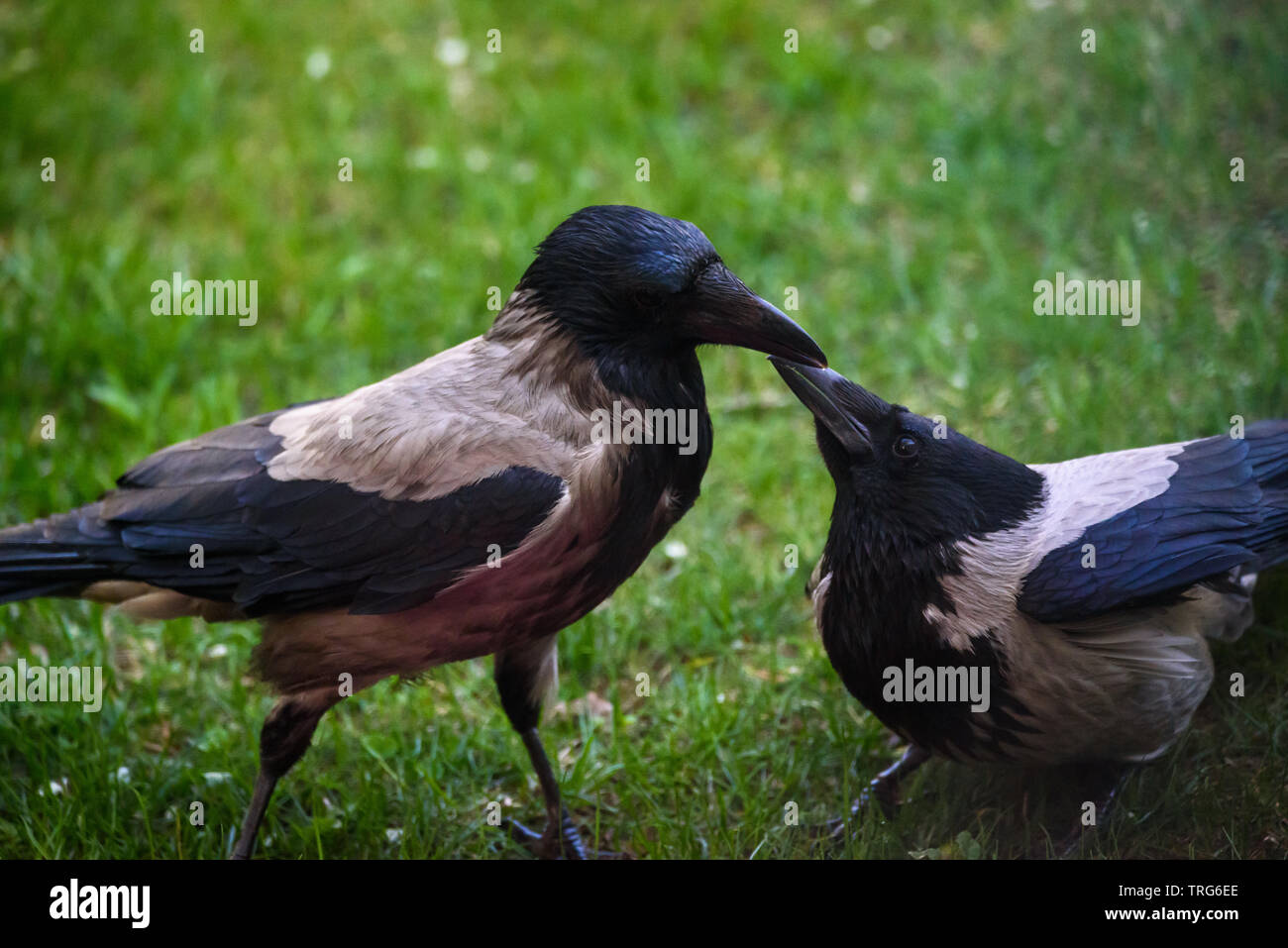 Feeding each other hires stock photography and images Alamy