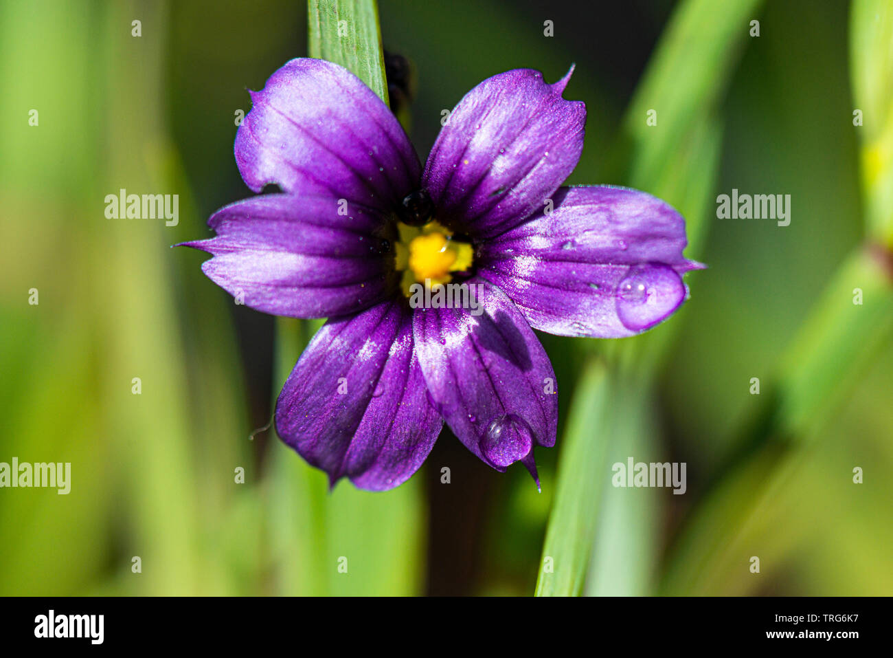 The purple flower of a  western blue-eyed grass (Sisyrinchium bellum) Stock Photo