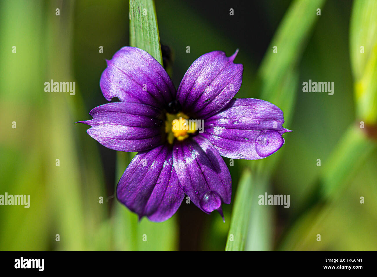 The purple flower of a  western blue-eyed grass (Sisyrinchium bellum) Stock Photo