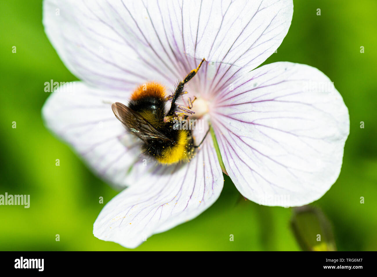 A bumble bee on the flower of a geranium Stock Photo