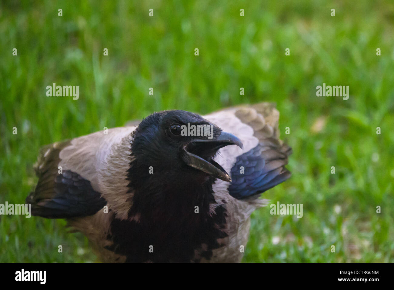 Hooded crow, Corvus cornix. Stock Photo