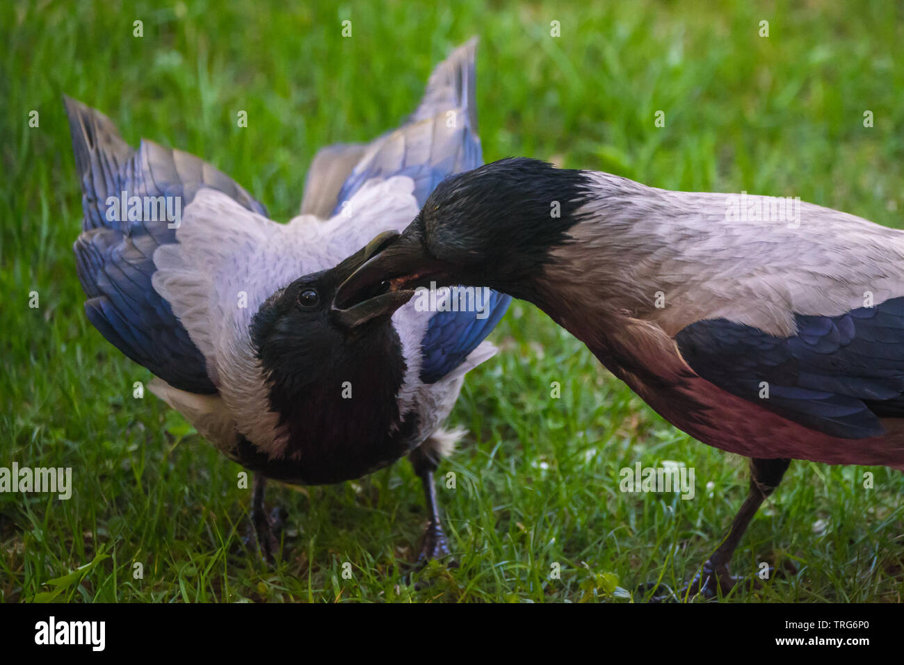 Couple of Hooded crow (Corvus cornix) birds feeding each other Stock ...