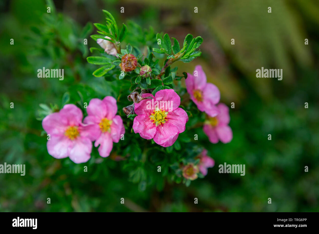 Close up of Potentilla flowers in an English country garden Stock Photo