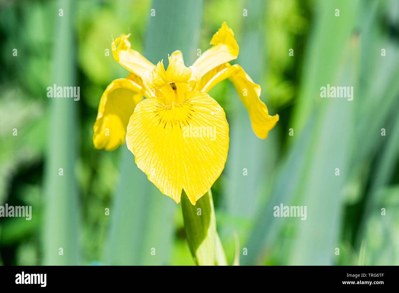 The flower of a yellow iris (Iris pseudacorus) Stock Photo