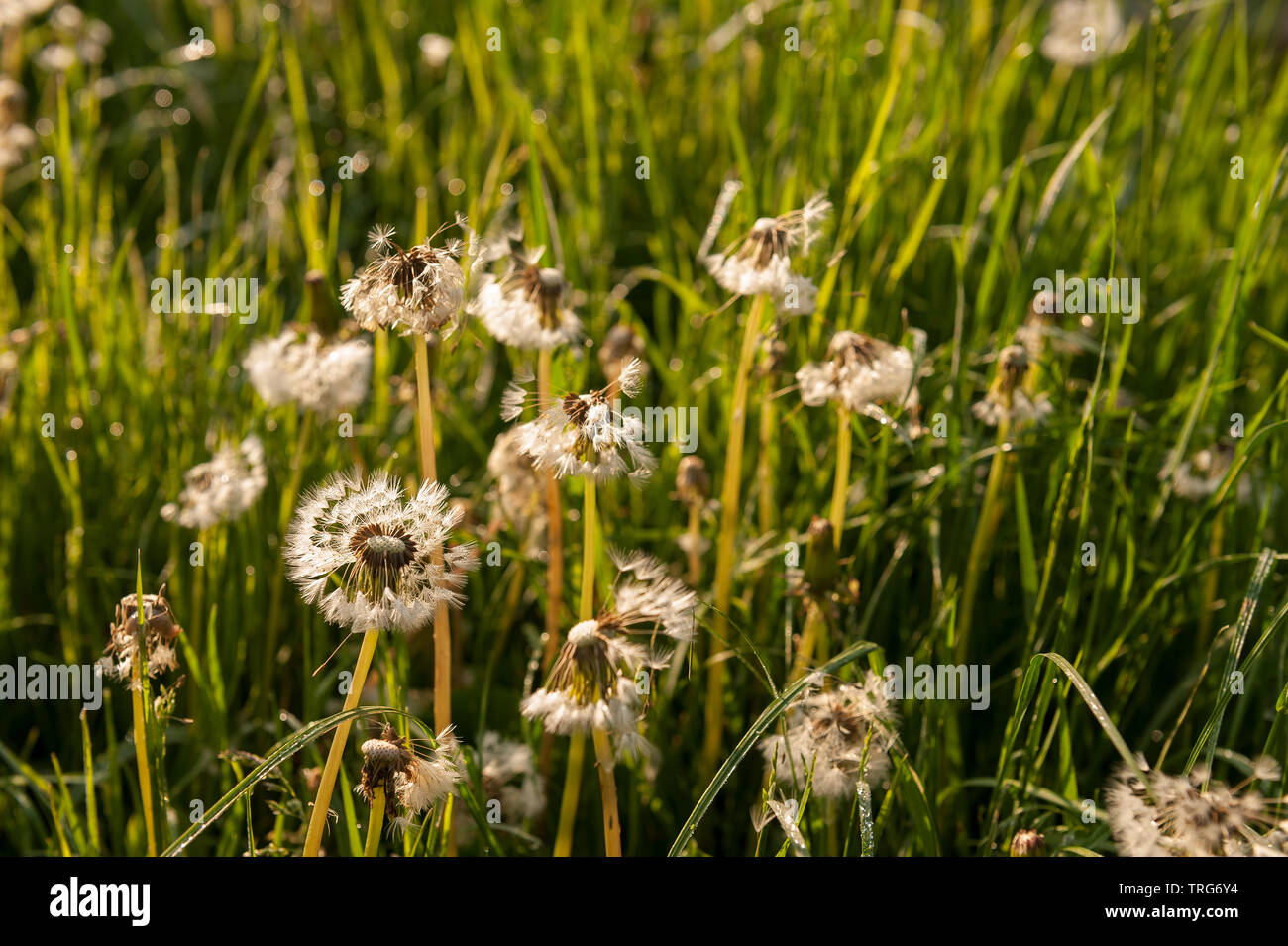 The glowing ‘clock’ seedheads of dandelion, Taraxacum officinalis, grow quickly in a lawn in need of cutting at dawn Stock Photo