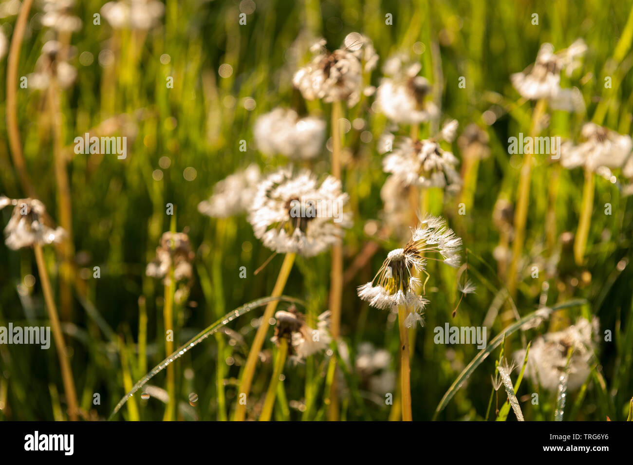 The glowing ‘clock’ seedheads of dandelion, Taraxacum officinalis, grow quickly in a lawn in need of cutting at dawn Stock Photo