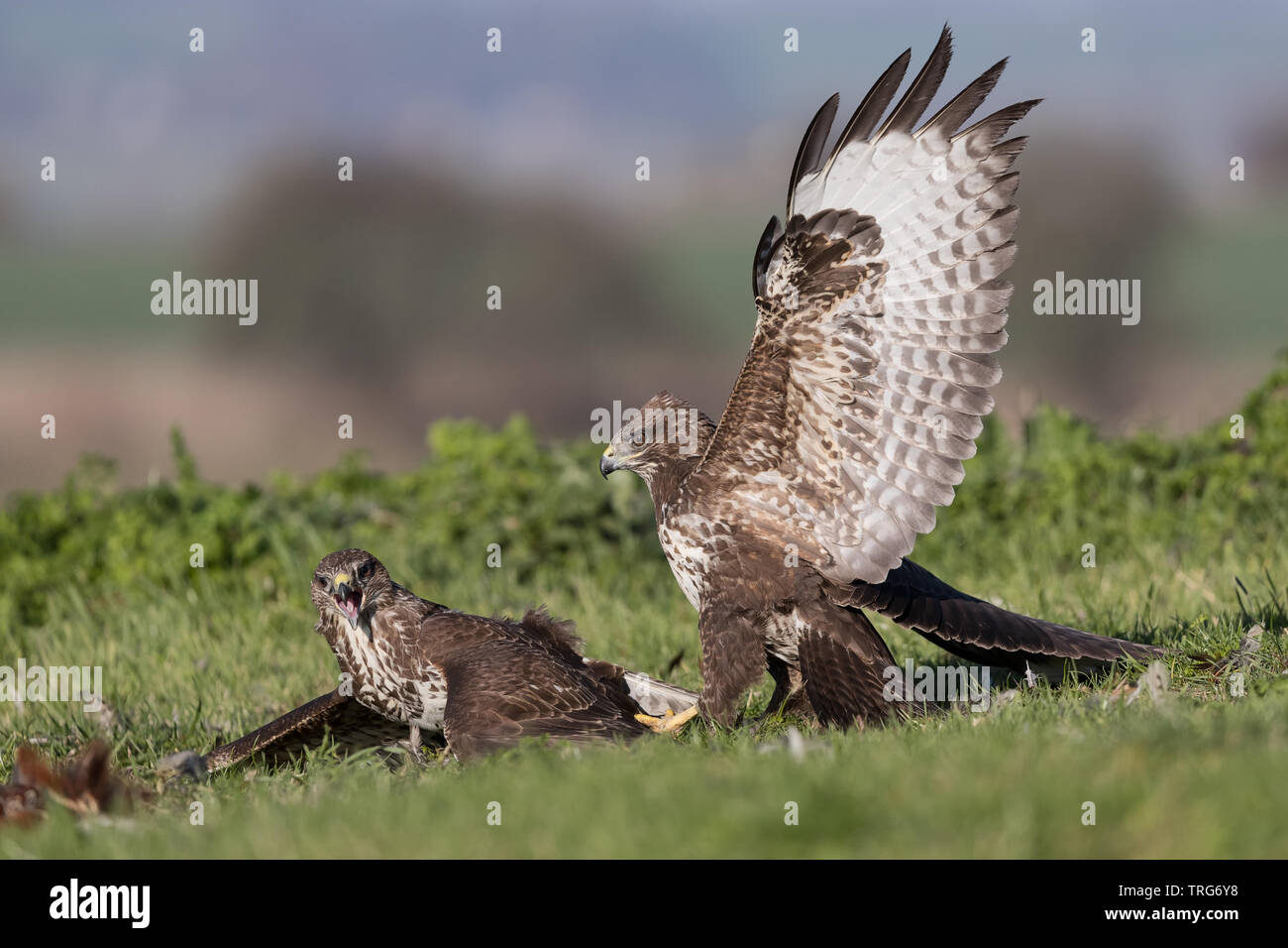 Common Buzzards (Buteo buteo) fighting over prey Stock Photo