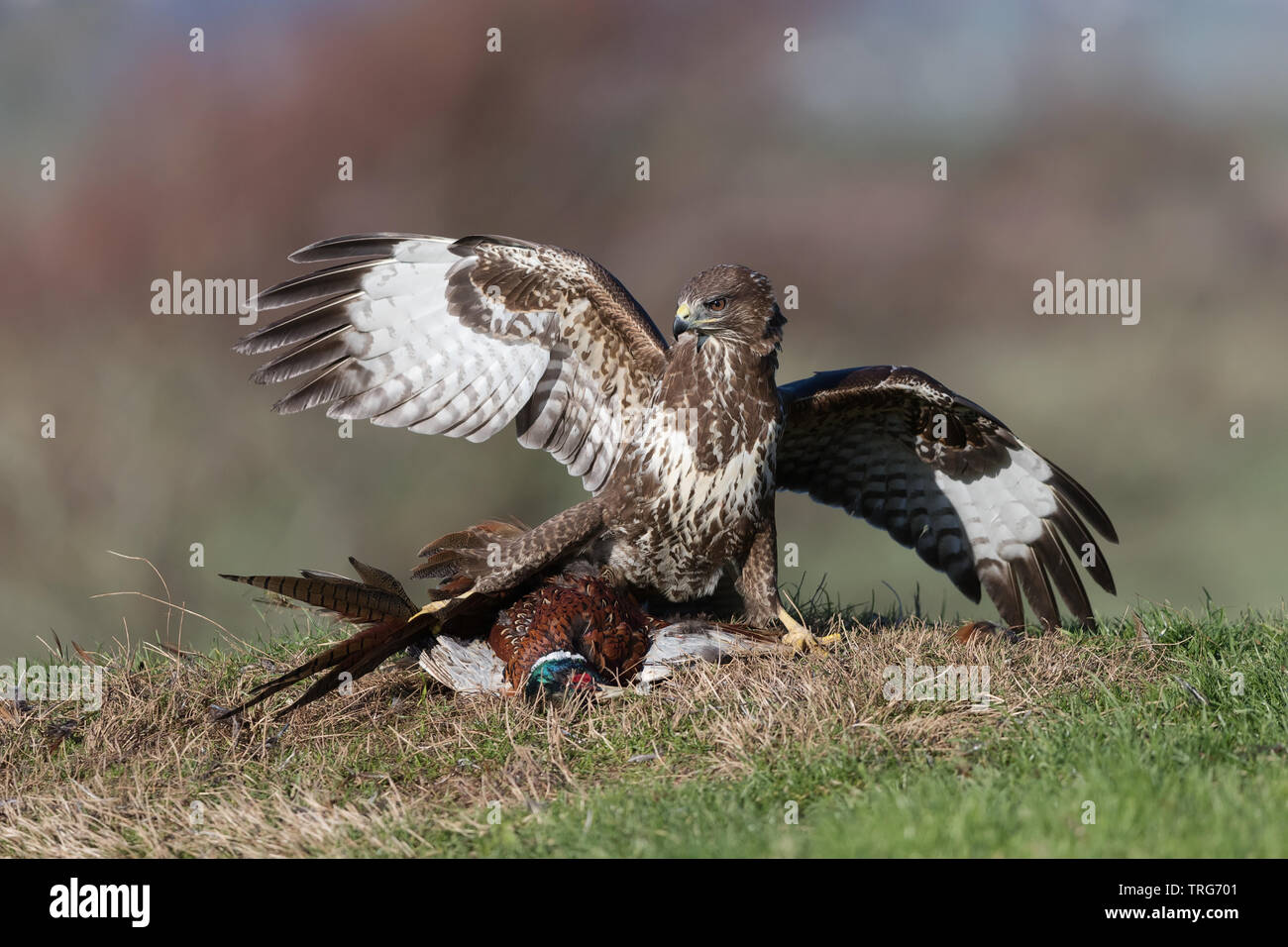 Buzzard eating bird hi-res stock photography and images - Alamy