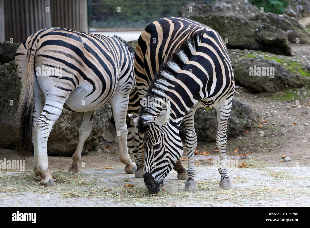 Zebre Animal High Resolution Stock Photography And Images Alamy Zebre Animal High Resolution Stock Photography And Images Alamy