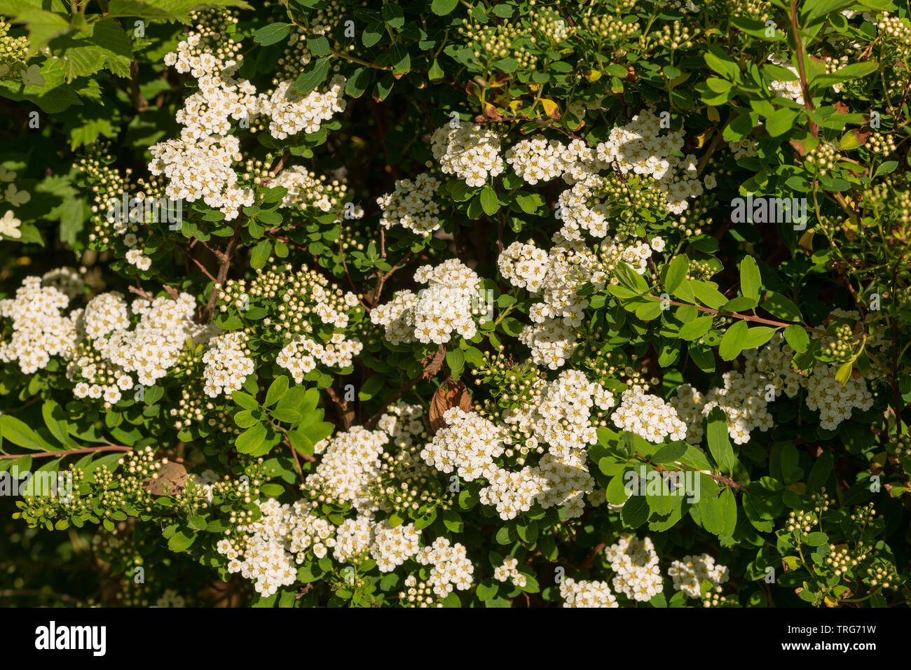 Lovely blossom of Spiraea nipponica, Snowmound, showing off its delightful abundant white blossom in summer Stock Photo