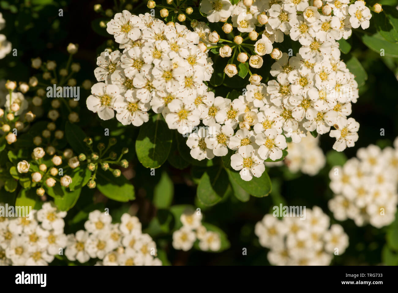 Lovely blossom of Spiraea nipponica, Snowmound, showing off its delightful abundant white blossom in summer Stock Photo