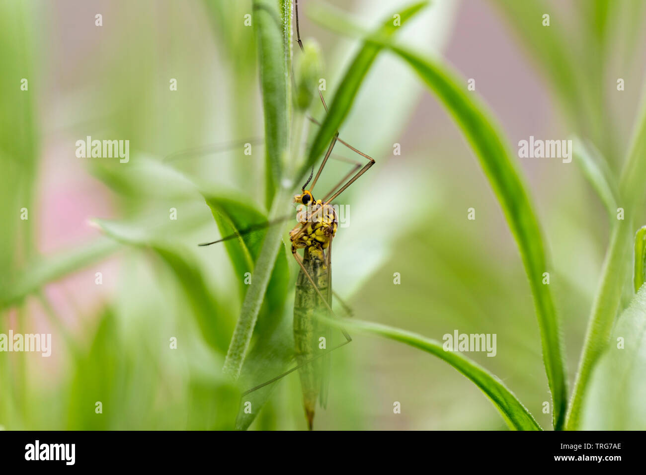 Insect crane fly macro/close-up sitting on a lavender plant Stock Photo