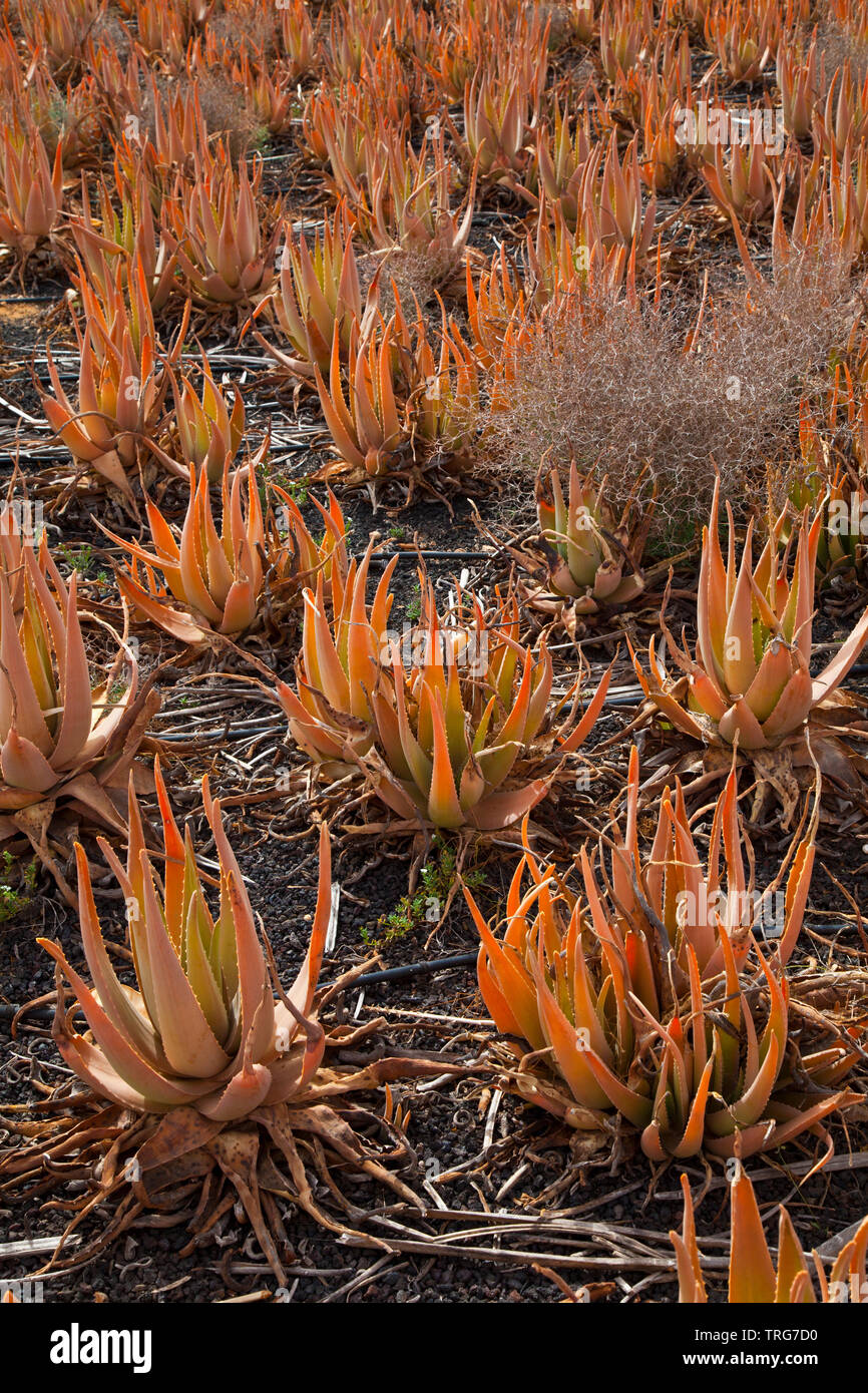 www aloe vera Aloe vera