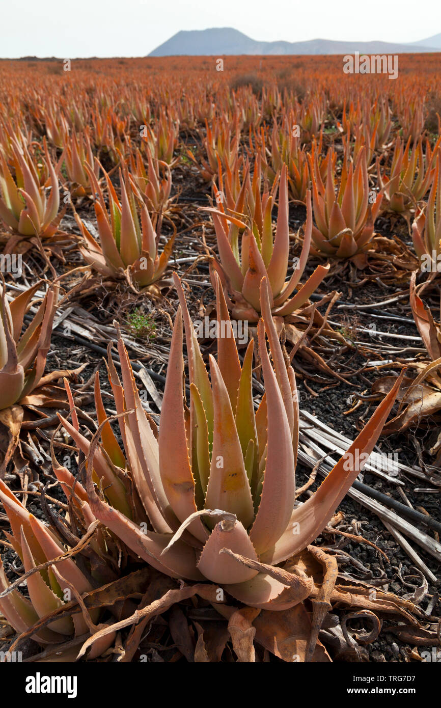 Plantacin de Aloe Vera canario. Isla Fuerteventura. Provincia Las Palmas. Islas  Canarias. Espaa Stock Photo - Alamy
