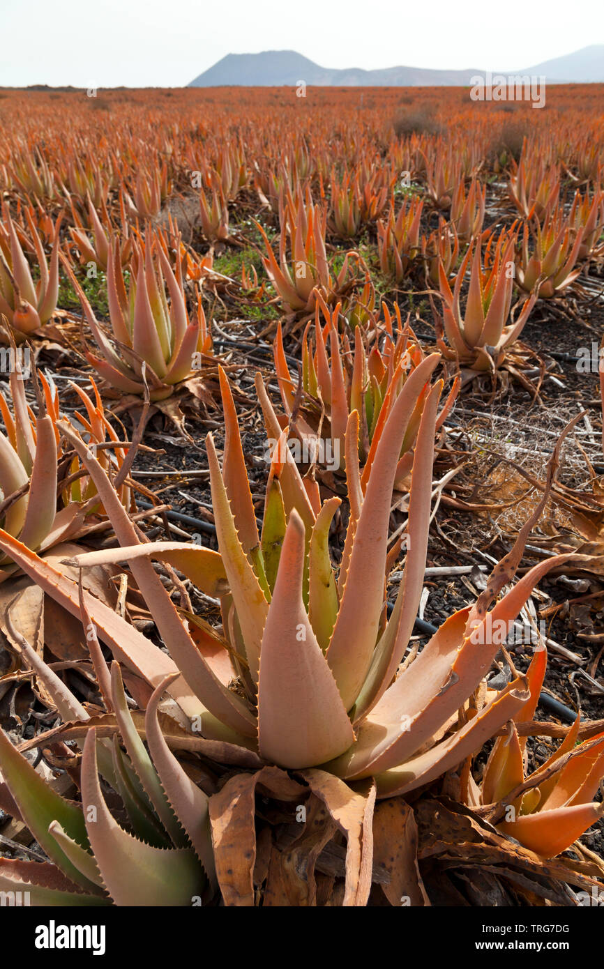 Plantacin de Aloe Vera canario. Isla Fuerteventura. Provincia Las Palmas.  Islas Canarias. Espaa Stock Photo - Alamy
