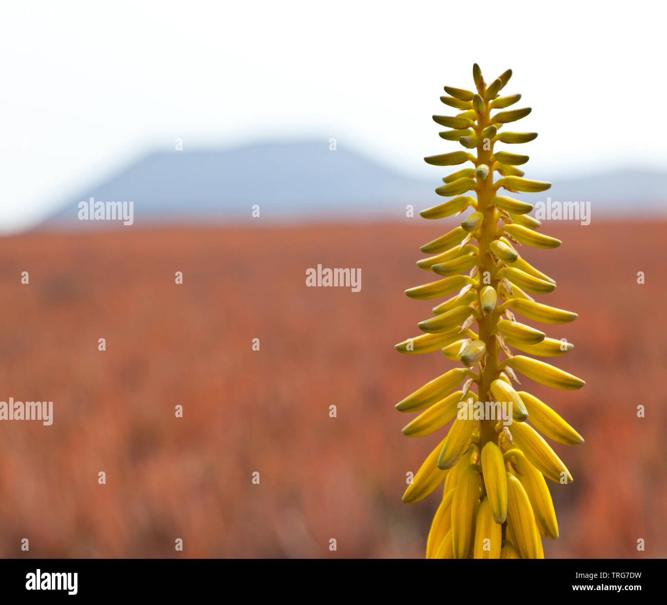 Fuerteventura aloe vera hi-res stock photography and images - Alamy