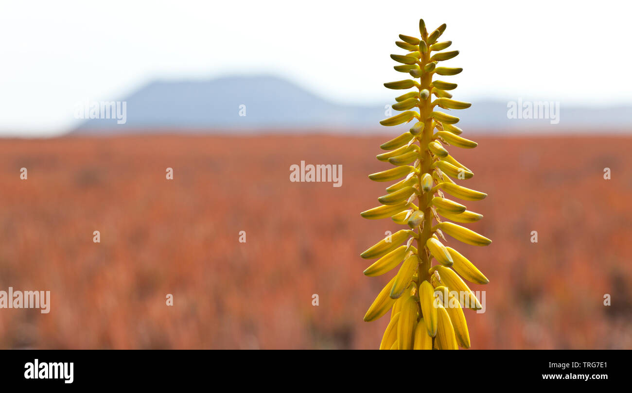aloe vera pflanze online kaufen Aloe Vera (echte Aloe) main image 1
