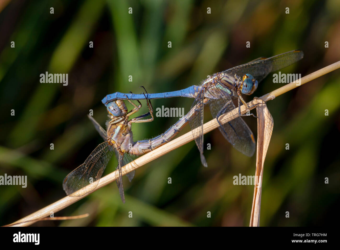 a pair of blue dragonflies maiting on a twig Stock Photo Alamy