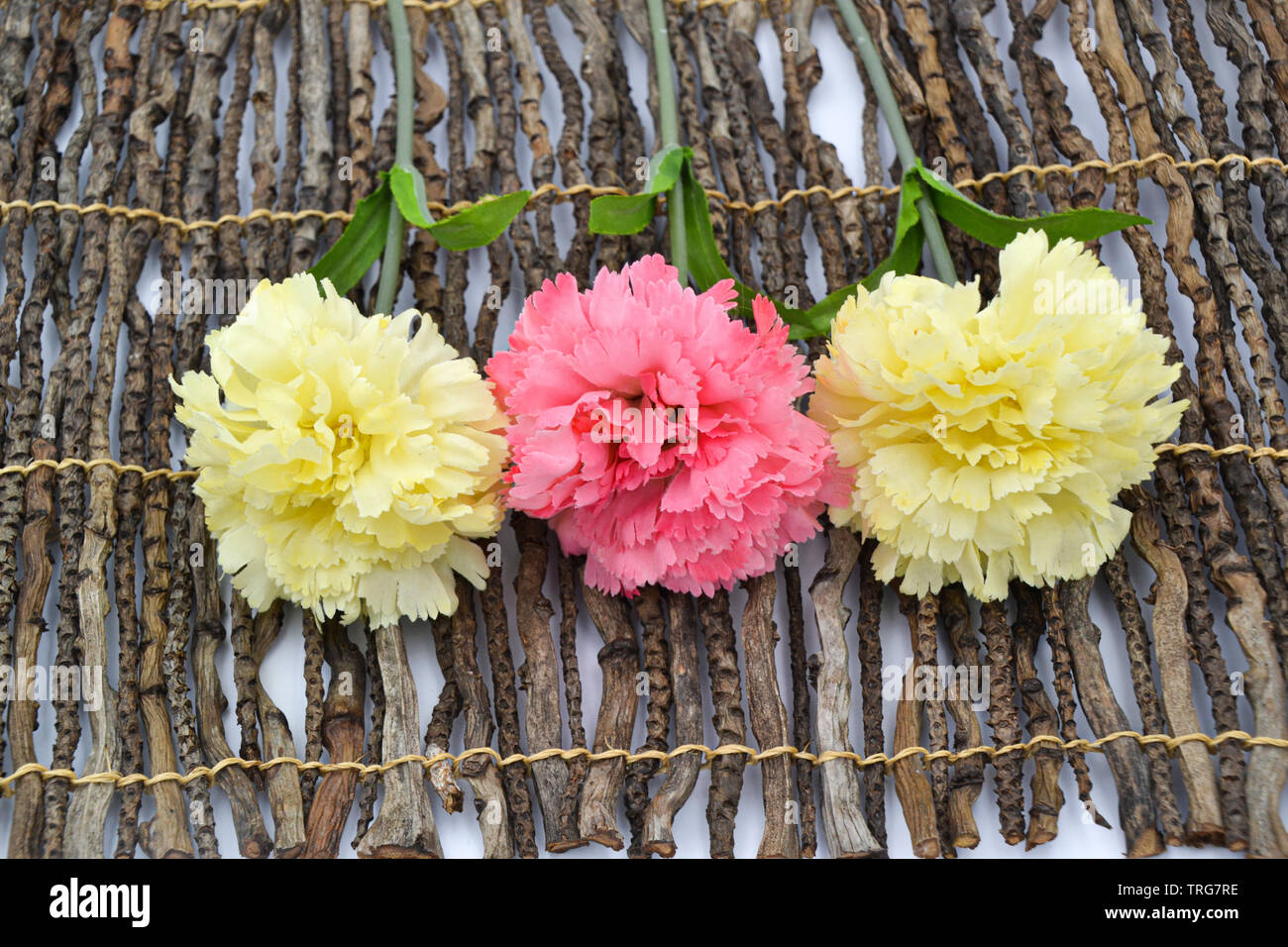 The carnations form a plant genus in the family of the carnation family. Nelken auf Holz oder weißem Hintergrund / Cloves on wood or white background Stock Photo