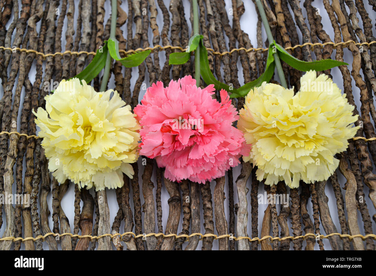 The carnations form a plant genus in the family of the carnation family. Nelken auf Holz oder weißem Hintergrund / Cloves on wood or white background Stock Photo
