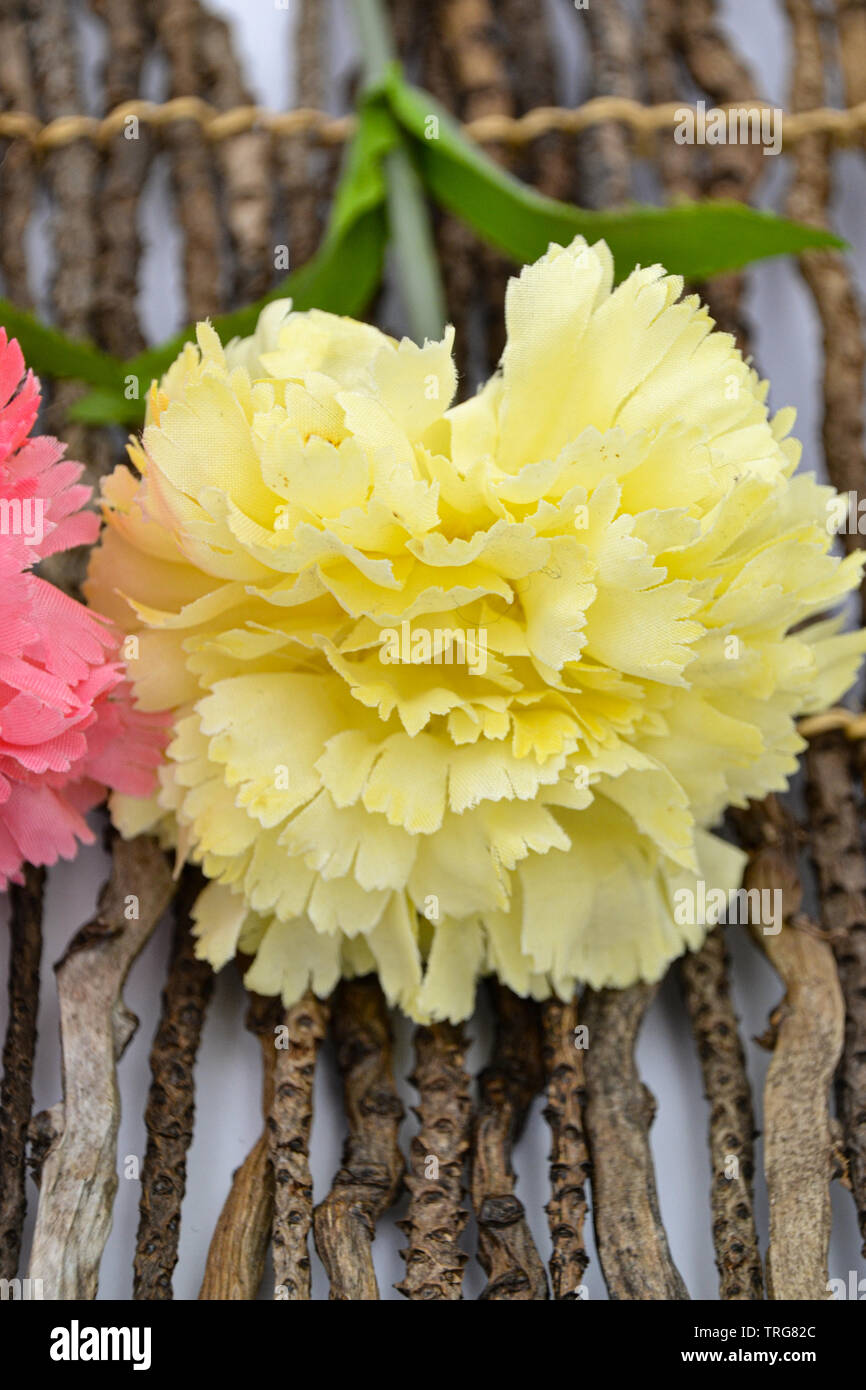 The carnations form a plant genus in the family of the carnation family. Nelken auf Holz oder weißem Hintergrund / Cloves on wood or white background Stock Photo