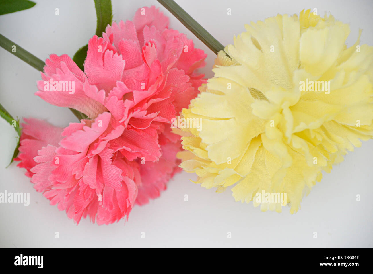 The carnations form a plant genus in the family of the carnation family. Nelken auf Holz oder weißem Hintergrund / Cloves on wood or white background Stock Photo