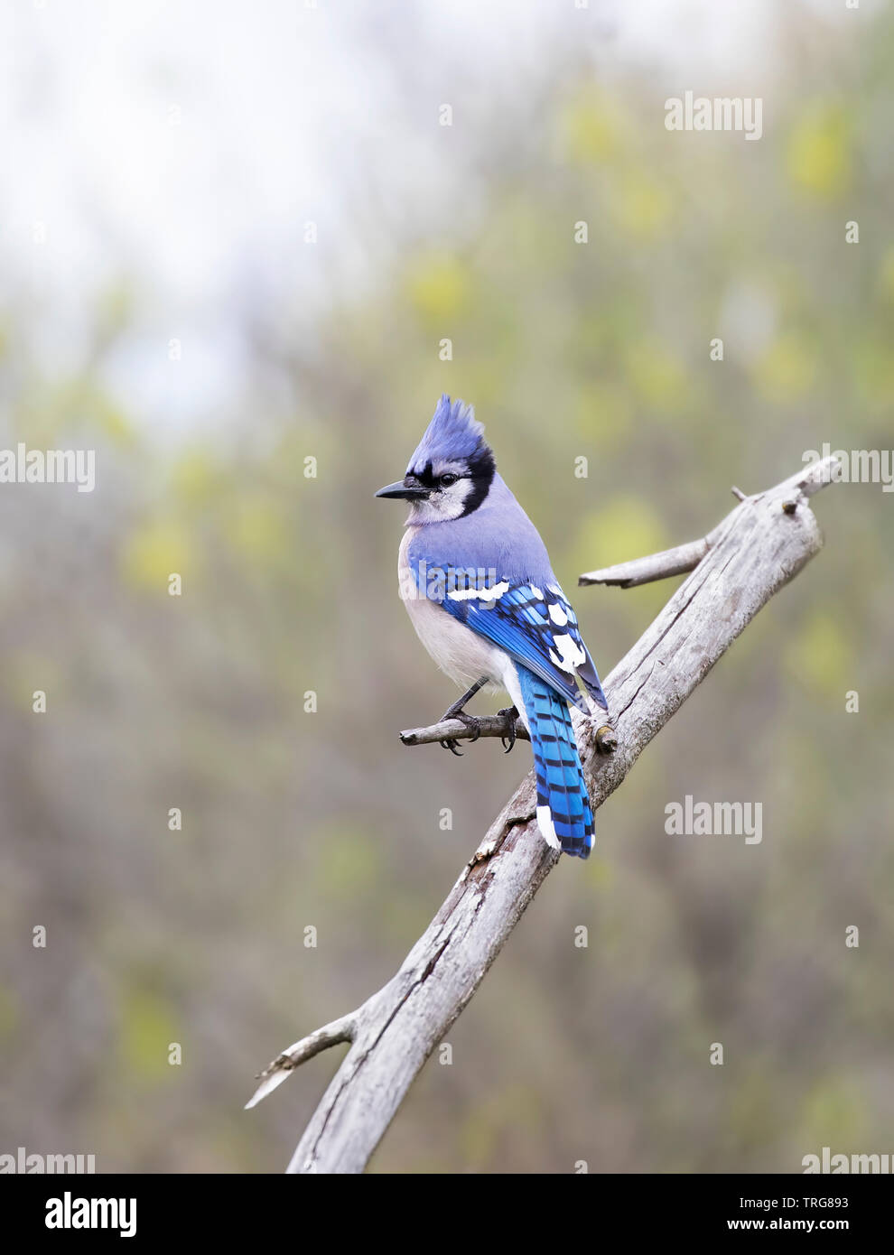 Blue Jay - (Cyanocitta cristata) perched on a branch in Canada Stock Photo