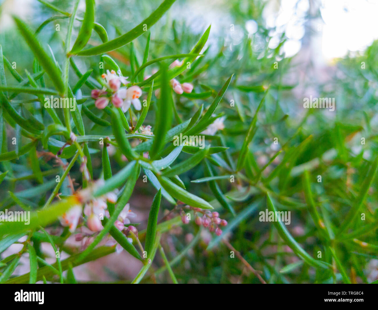 grass sown in a garden Stock Photo