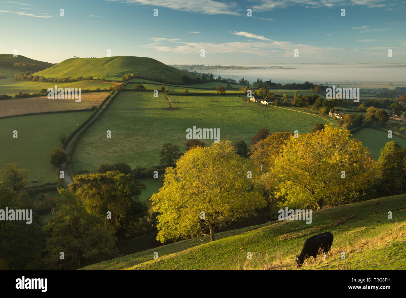 Cattle on the ramparts of Cadbury Castle, Corton Denham on a misty autumnal morning, South Somerset, England, UK Stock Photo