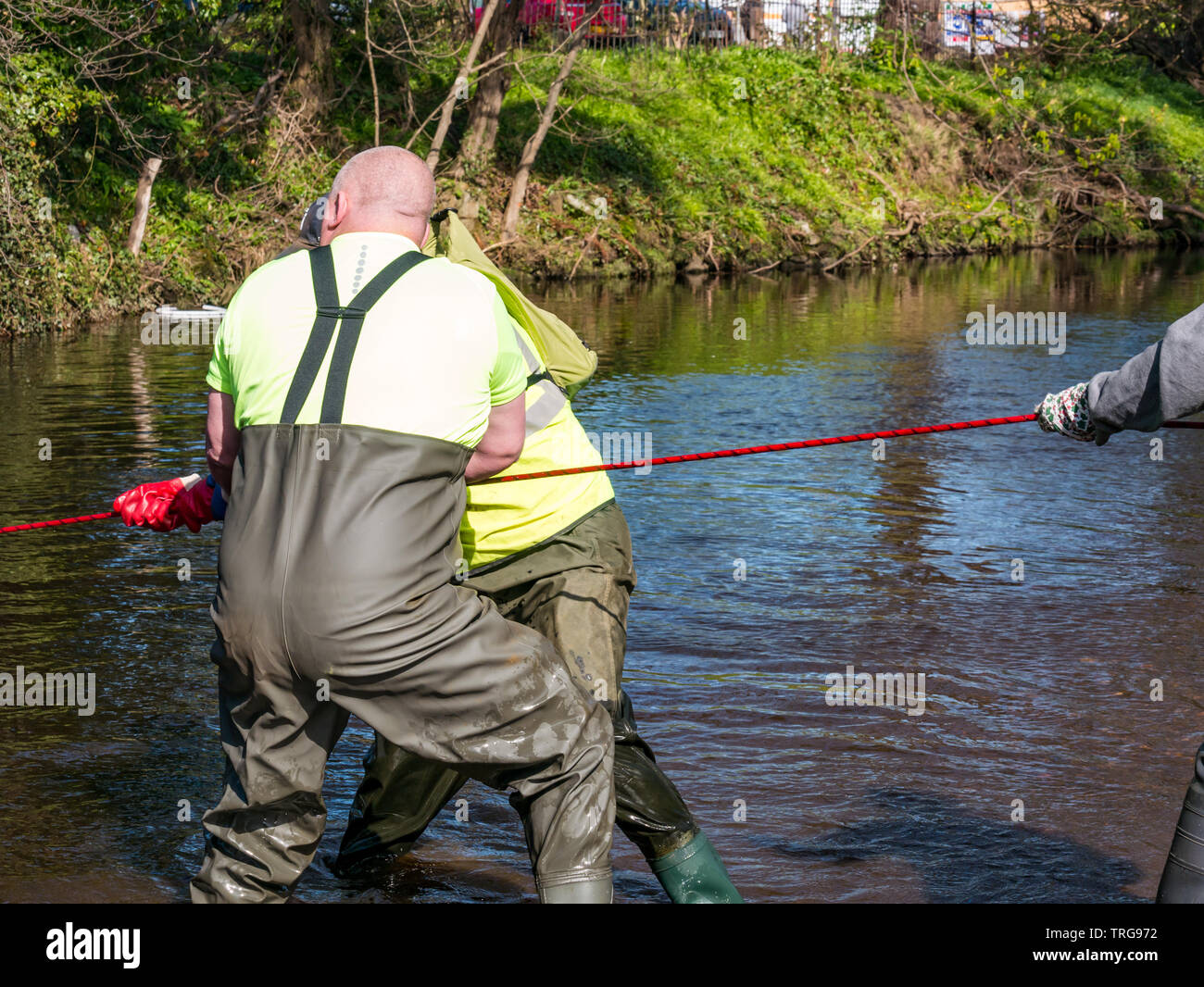 Volunteer at annual Spring clean on bank of Water of Leith, Edinburgh, Scotland, UK. Men in waders pull on a rope to retrieve rubbish Stock Photo