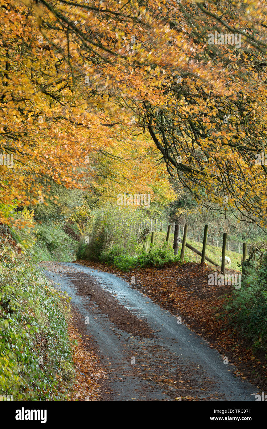 Autumn colours along the road, Corton Hill, Somerset, England, UK Stock Photo