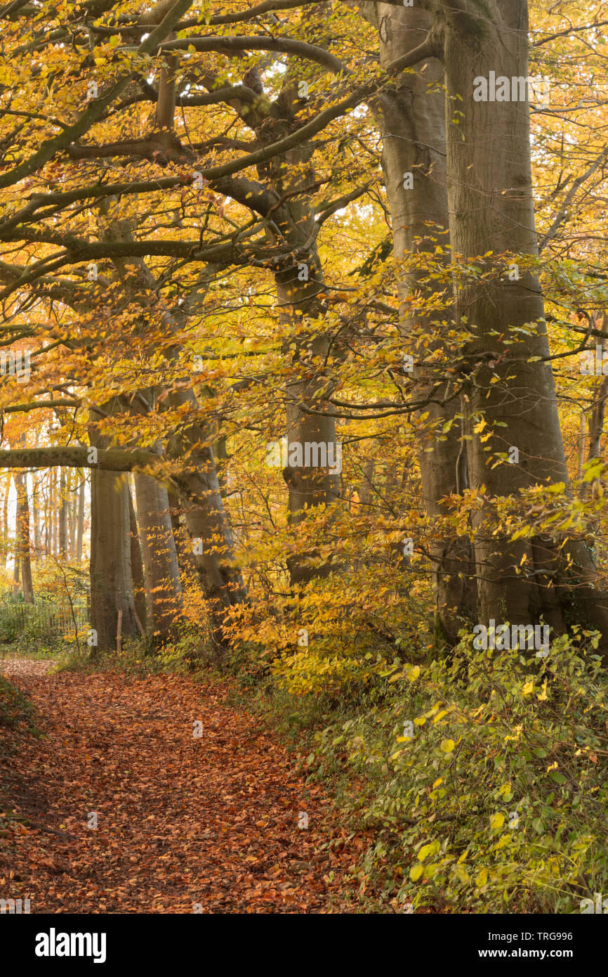 Autumn colours in Crendle Hill Wood near Sandford Orcas, Dorset, England, UK Stock Photo